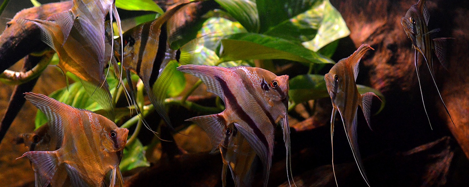 Aquariophile Niort: A Passion for Aquariums in the Heart of France